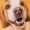 dogs1 (3)