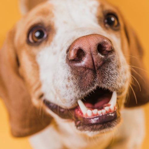 dogs1 (3) dogs1 (3)